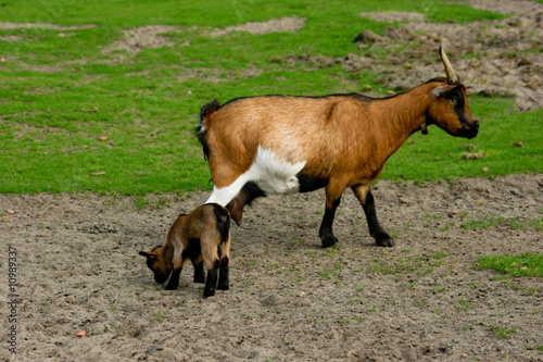 Chèvre et son petit