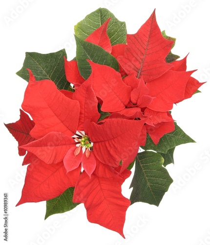 Poinsettia (Bethlehem Star) flower