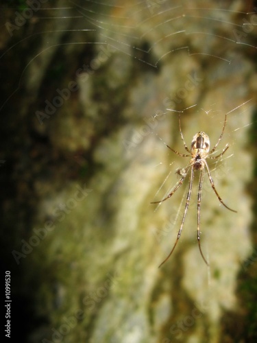 araignée