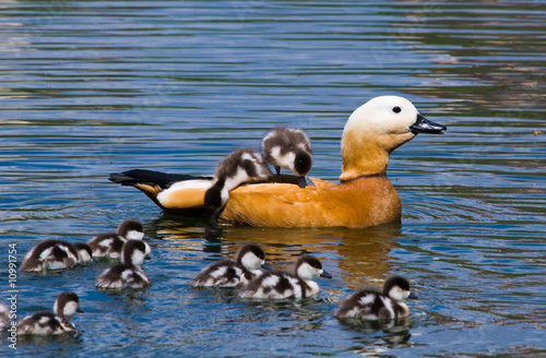 Принти на полотні Ruddy Shelduck (Tadorna ferruginea)