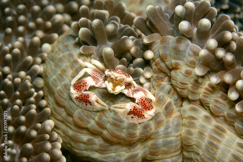 Anemone crab (neopetrolisthes ohshima) photo