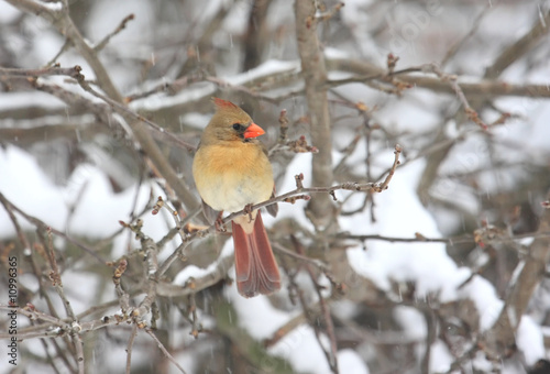 Northern Cardinal In Snow