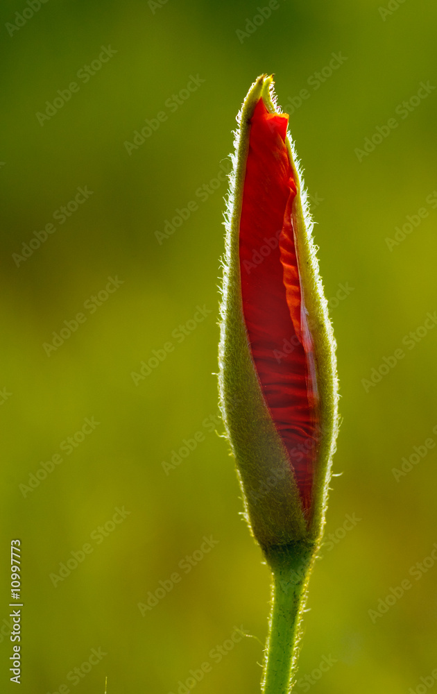 Obraz premium Poppy bud