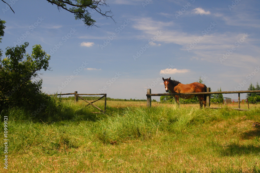 Horse 02 Horse 02