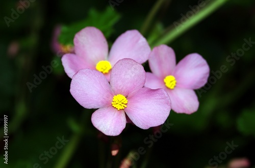 Freude-Blume