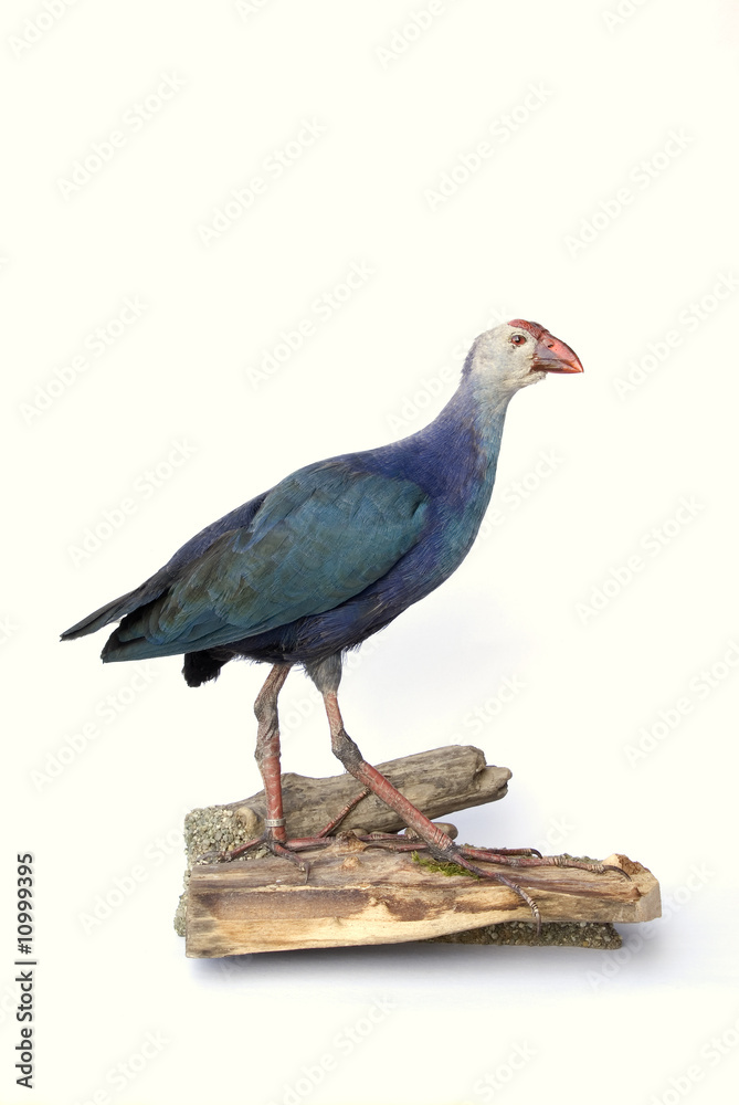 Fototapeta premium Purpurralle