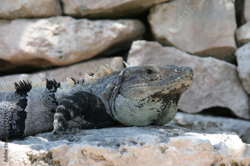 Yucatan Iguana - Leguan