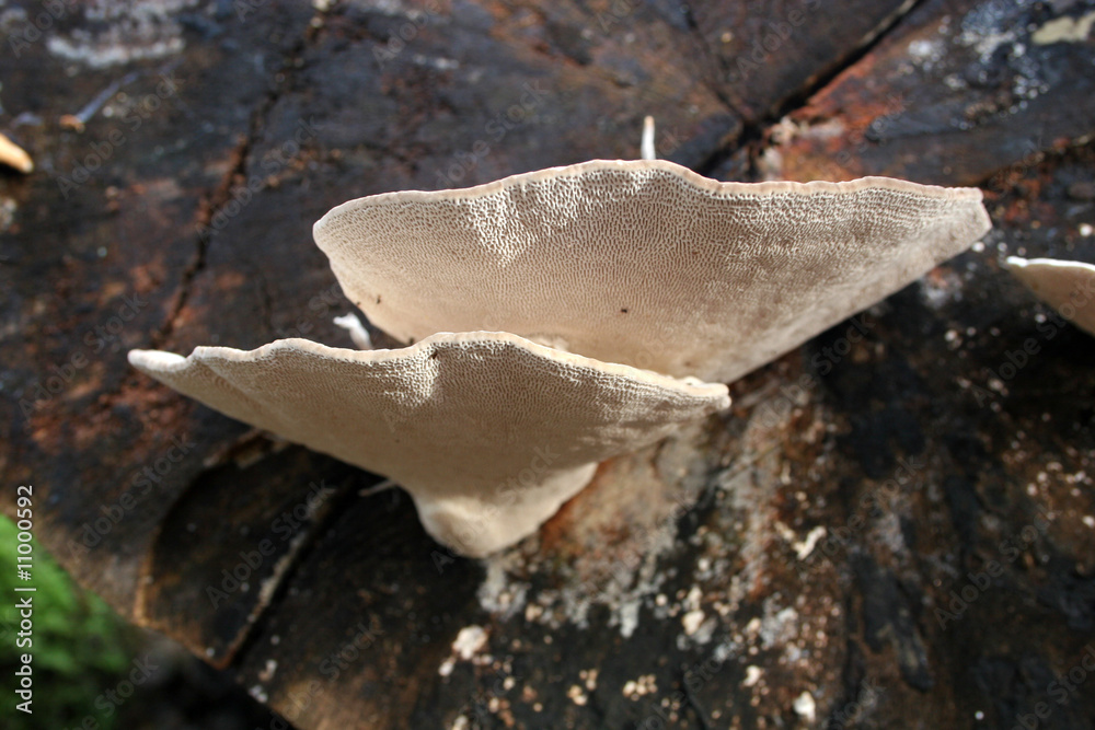 Fotografija bracket fungus