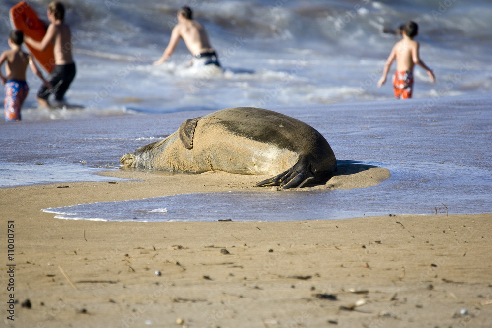 Fototapeta premium Monk Seal and Children on Beach