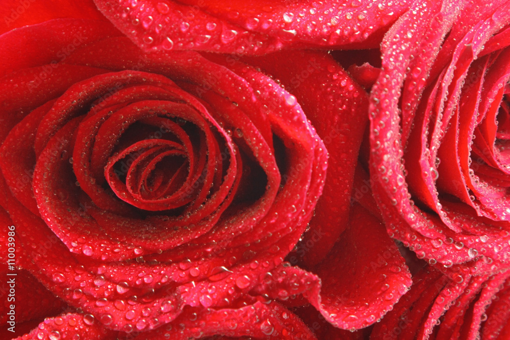 Red roses Red roses