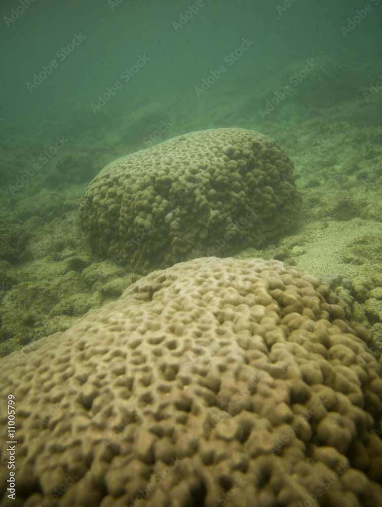 Fototapeta premium Corals