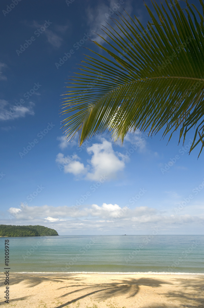 Naklejka premium Coconut palm leaf on a beach