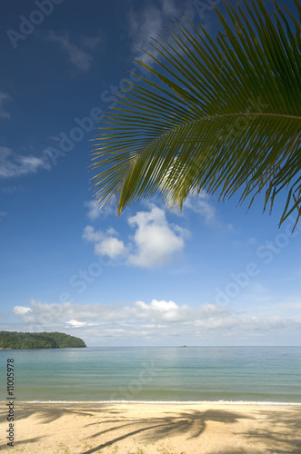 Fototapeta Naklejka Na Ścianę i Meble -  Coconut palm leaf on a beach