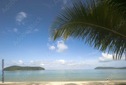 Coconut palm leaf on an empty beach