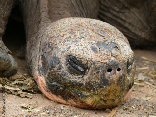 Riesenschildkröte © daskleineatelier