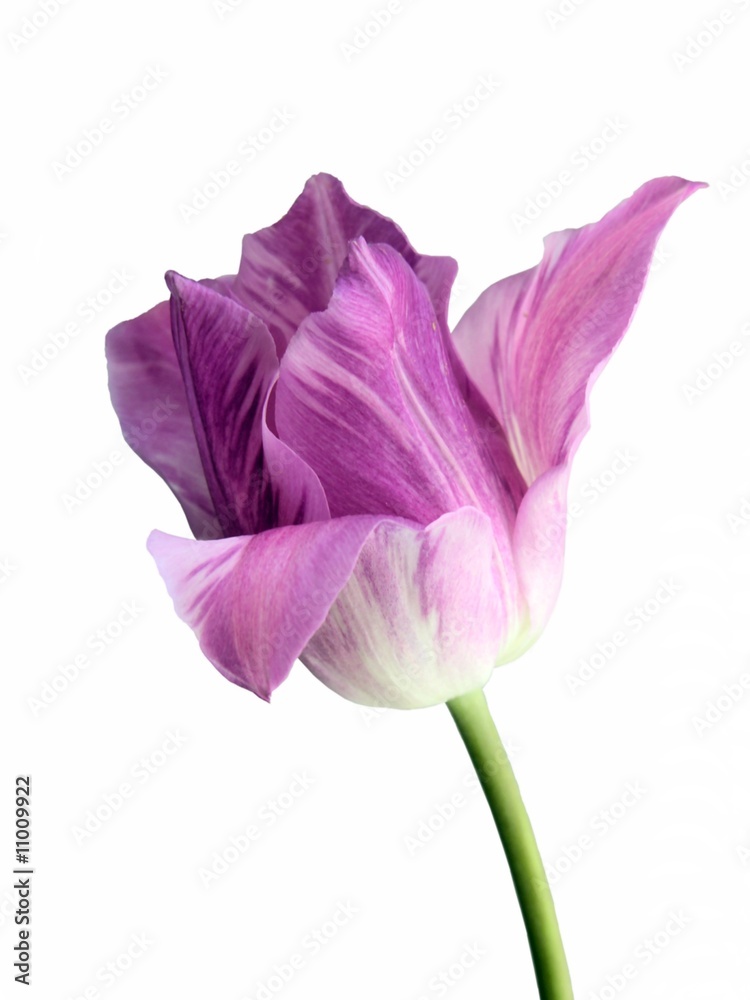 lila tulip lila tulip