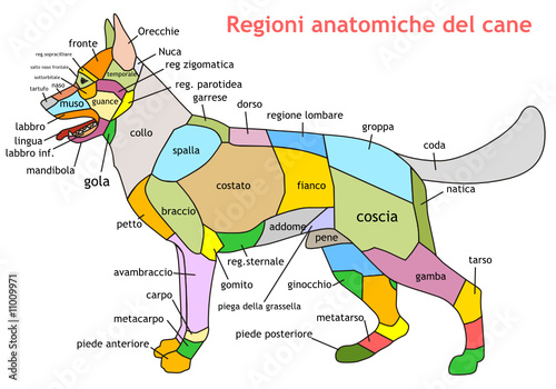 regioni anatomiche del cane