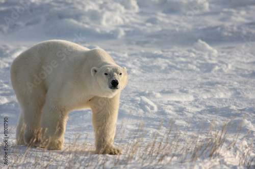 Polar bear walking on the arctic snow  with lowered head
