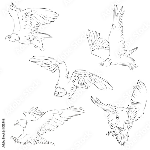 eagles vettoriale