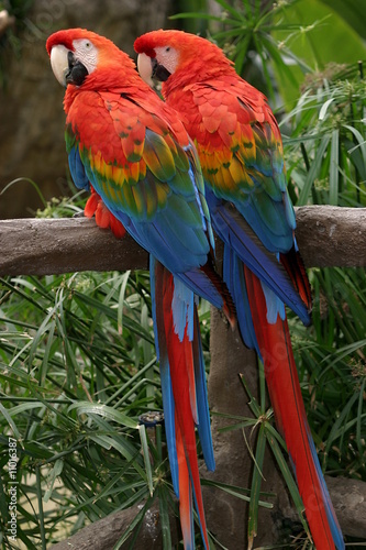 Scarlet Macaws © Georg Lehnerer