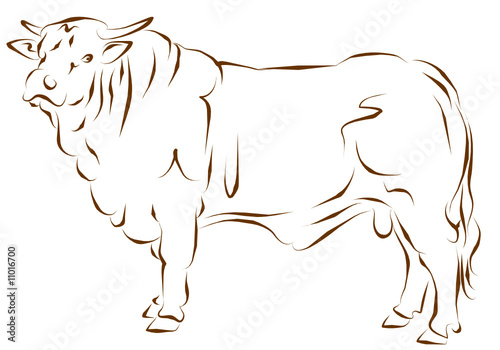 bovino