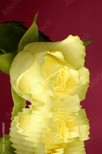 rose jaune dans l'eau 3