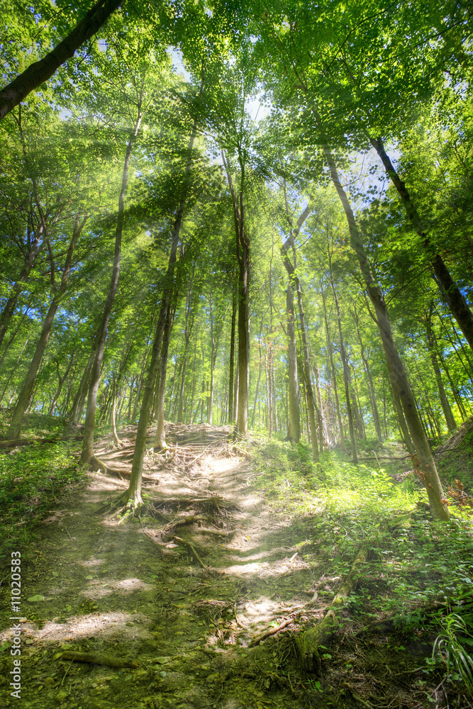 Obraz premium Trail in the forest