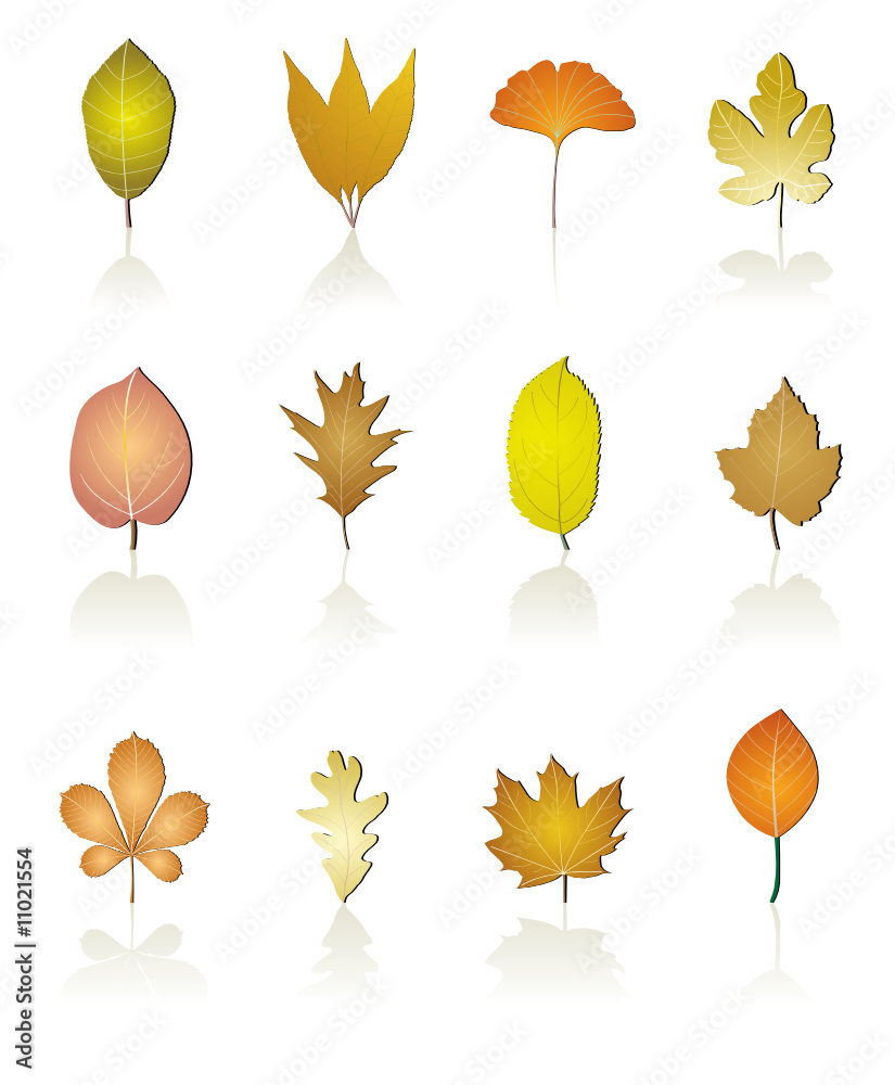 Fototapeta premium tree leaf icon