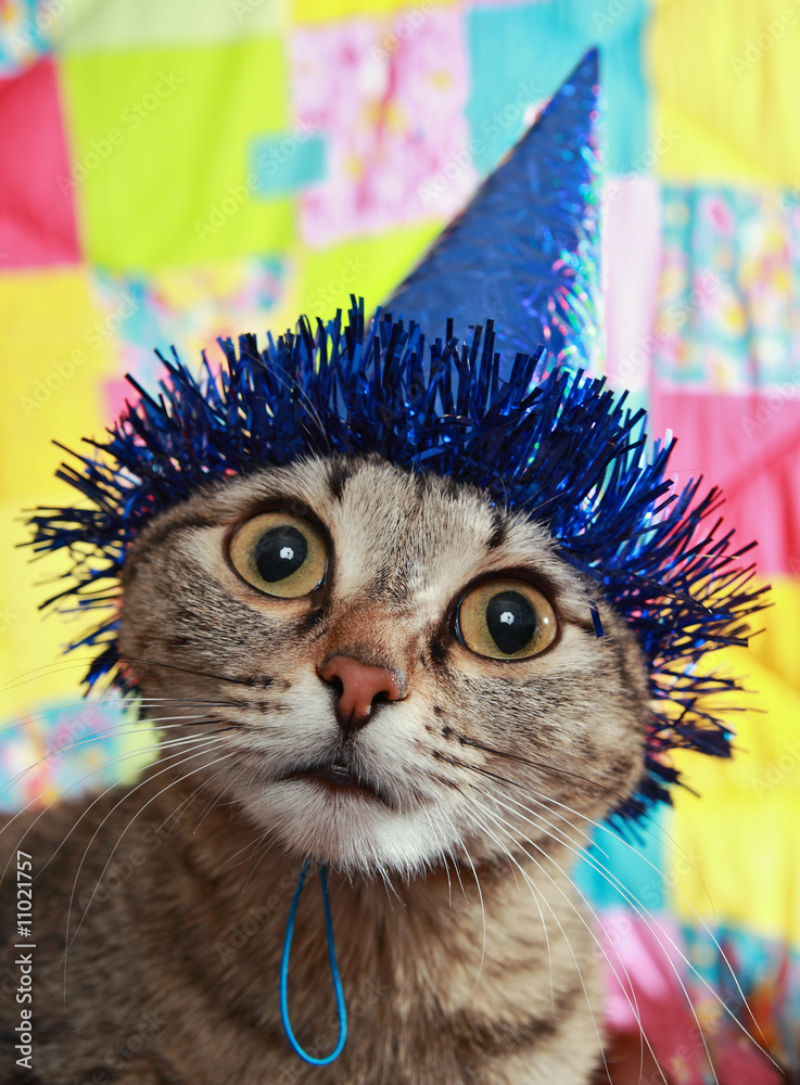 Thoughtful cat in a celebratory cap