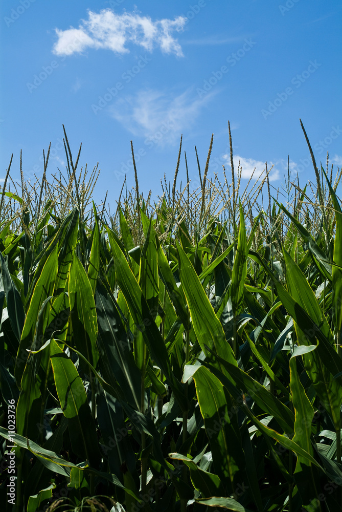 Agricoltura Agricoltura