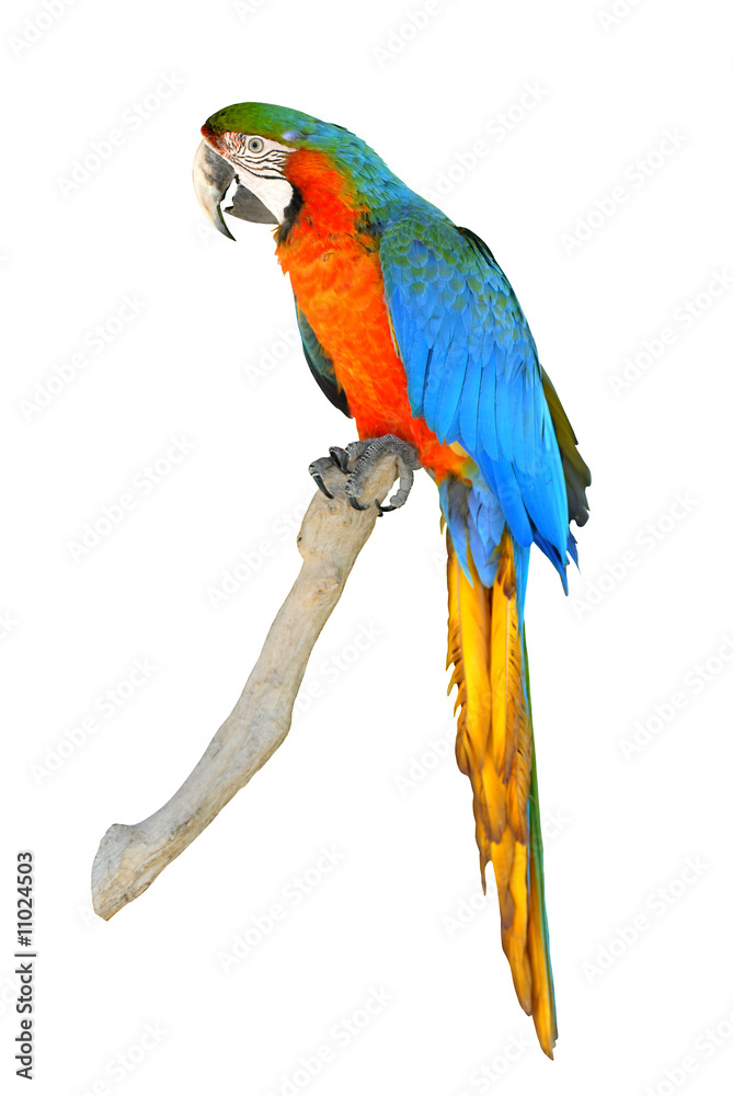 Obraz premium Détourage d'un ara sur un perchoir