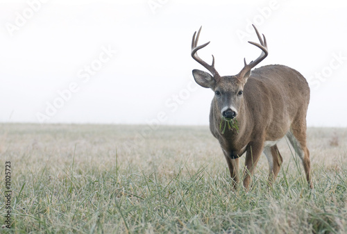 Fototapeta Naklejka Na Ścianę i Meble -  Whitetail buck grazing