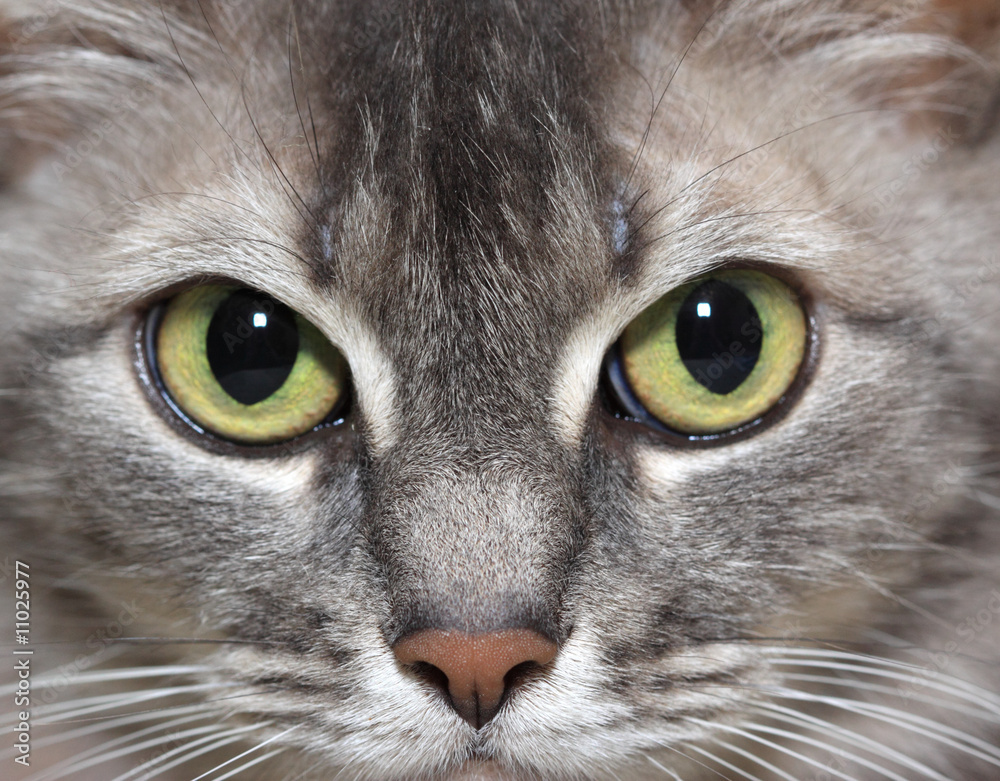 Cat Cat