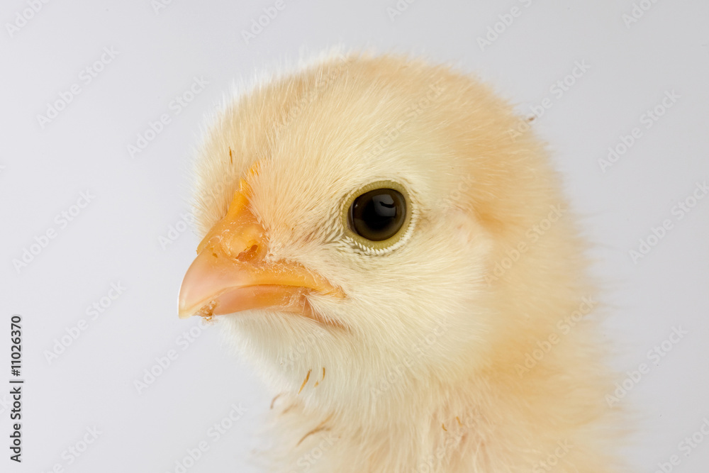 Yellow little chicken Yellow little chicken
