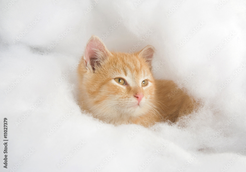 Yellow kitten surrounded by fake snow