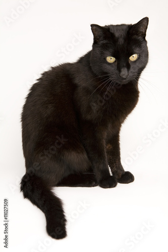 A black cat isolated on a white background.