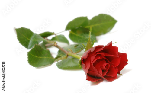 rose rouge de la saint valentin