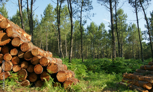 decoupe de bois