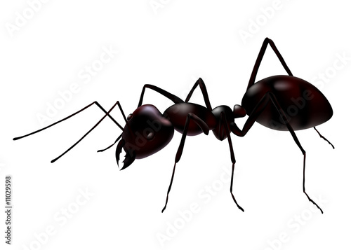 a close up view of a vector ant isolated on white