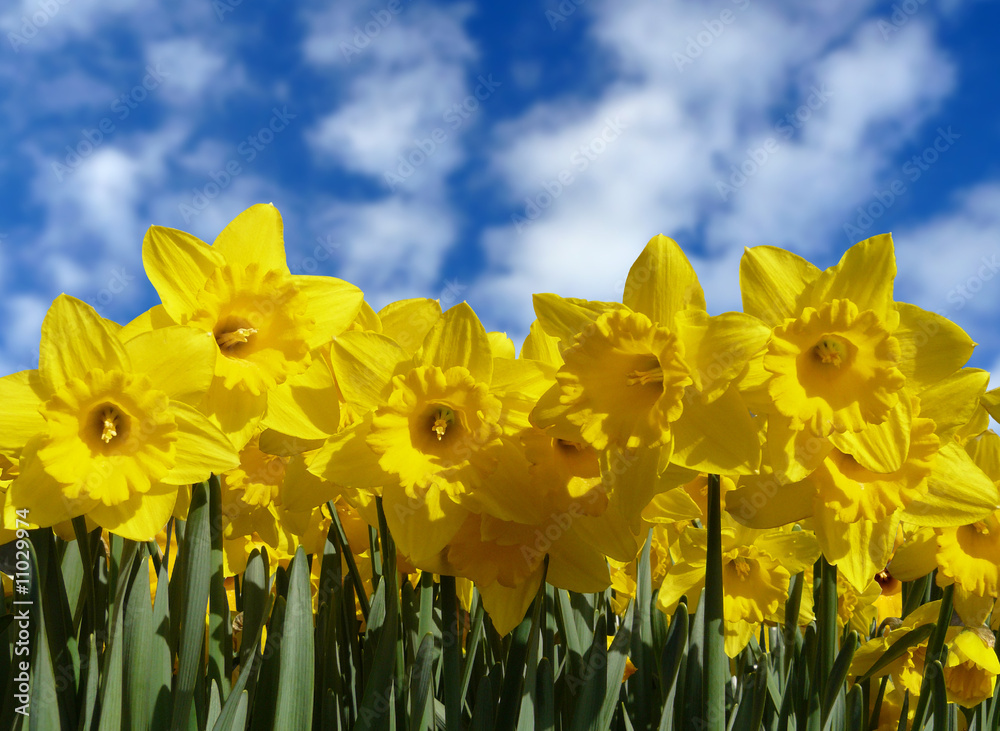 Fototapeta premium Daffodil Sky