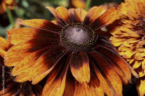 Rudbeckia 'Autumn color'. photo