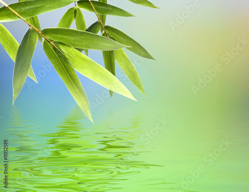 Fototapeta Naklejka Na Ścianę i Meble -  Bamboo leaves over abstract blurred background