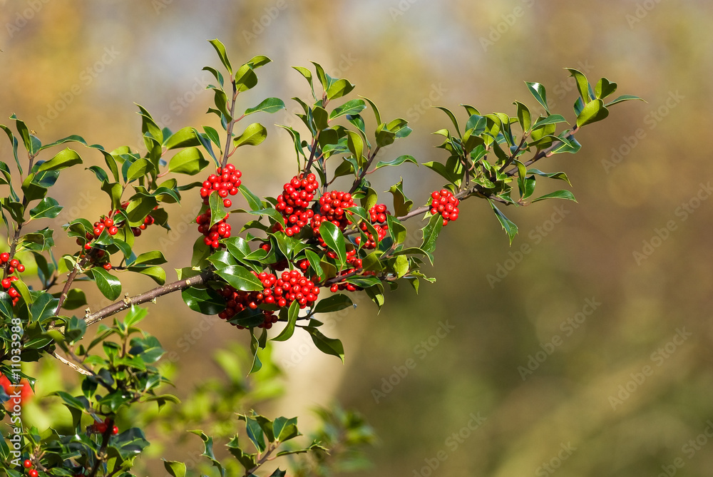 Fototapeta premium Holly with Berries