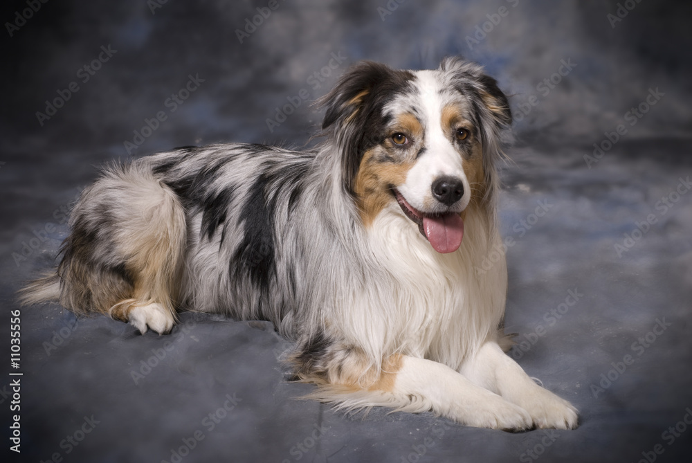 Purebred Australian Shepherd - Blue Merle