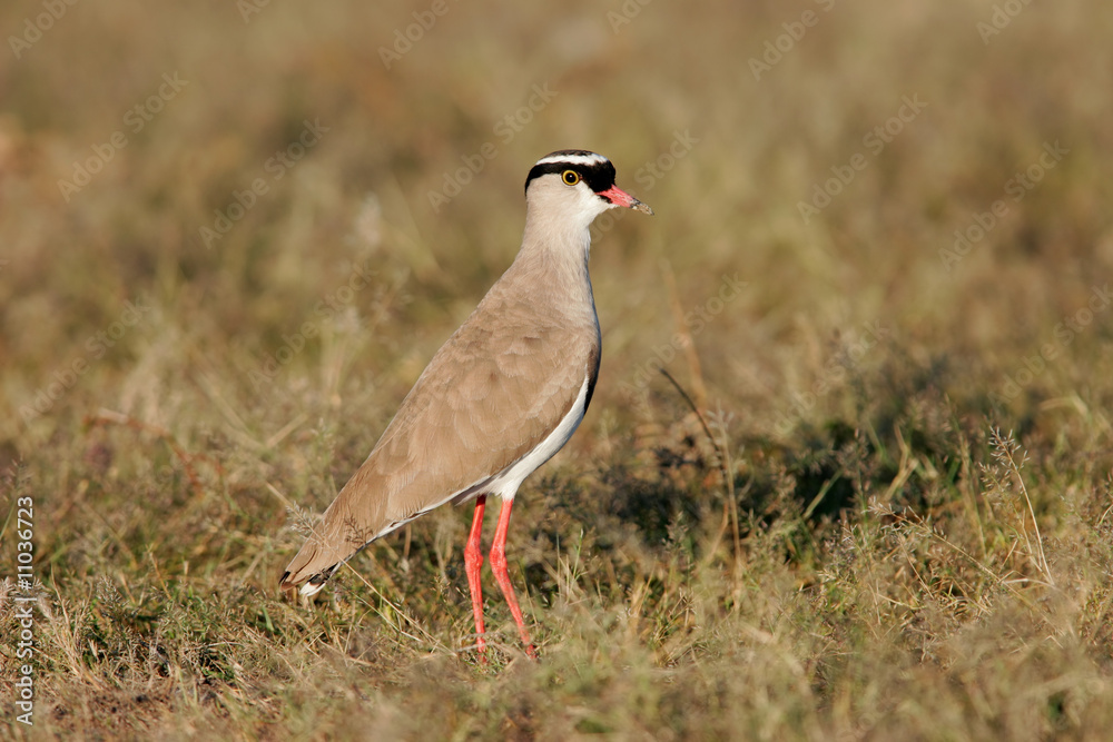 Fototapeta premium Crowned plover (Vanellus coronatus), Etosha N/P, Namibia
