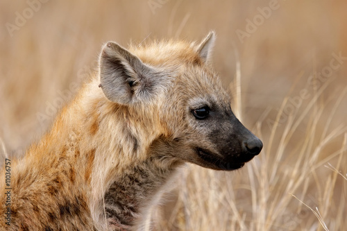 Spotted hyena (Crocuta crocuta), Kruger N/P, South Africa