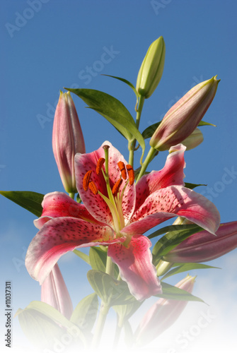 Fotografia stargazer lilies with blue sky