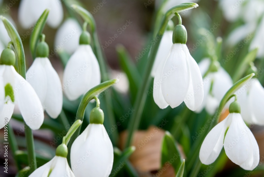 spring snowdrops