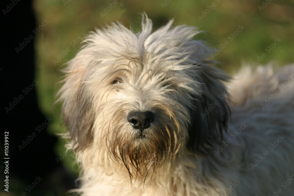 tête de chiot berger polonais de plaine