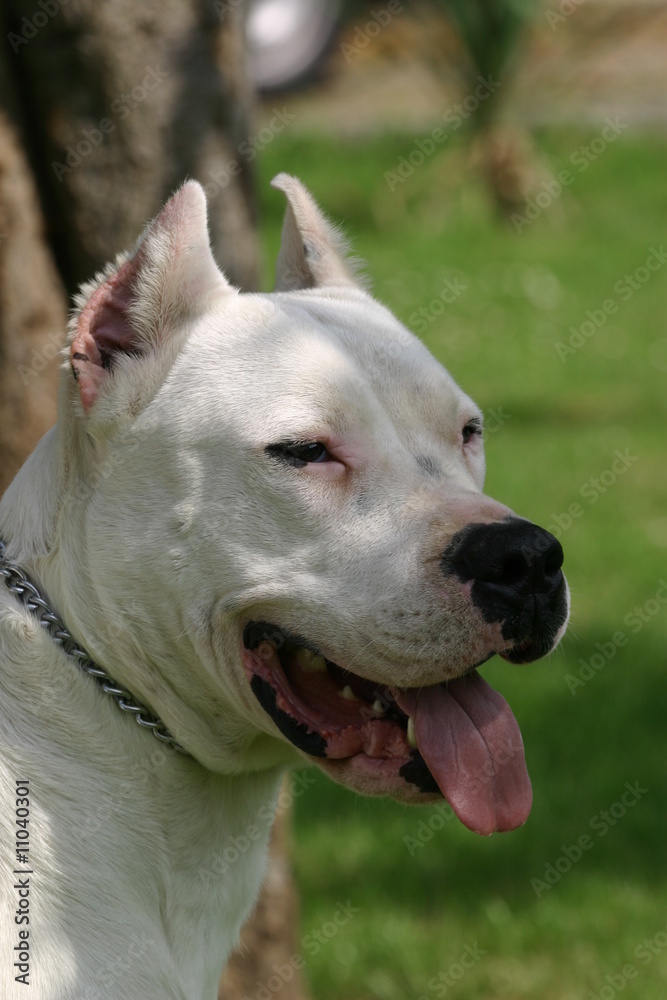 Obraz premium portrait de dogue d'Argentine au soleil